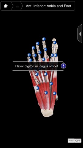 3D4Medical Body Systems for iPhoneのおすすめ画像3