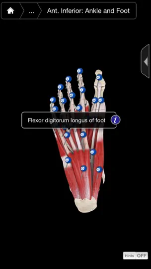 Muscle System Pro III - IPhone iPhone Screenshot 3