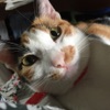 三毛猫 - iPhoneアプリ