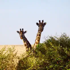 Learn About Animals: Animal Encyclopedia and Wildlife Apps