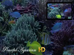 Peaceful Aquarium HD iPad image 1