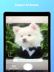 dogphoto - race de chien iPad Captures Décran 4