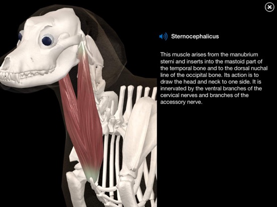 Dog Anatomy: Canine 3Dのおすすめ画像3