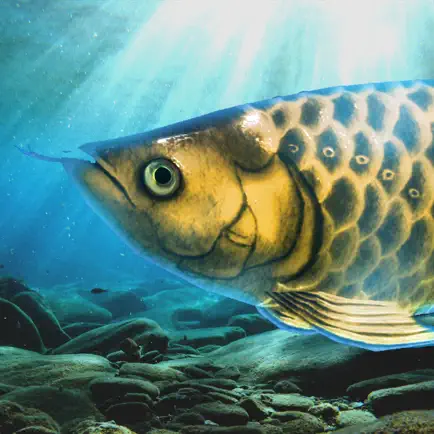 Arowana raising from fry Читы