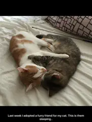 cute pics айпад изображения 2