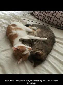Cute Pics iPad image 2