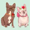 Pug French bulldog & Dachshund Positive Reviews, comments