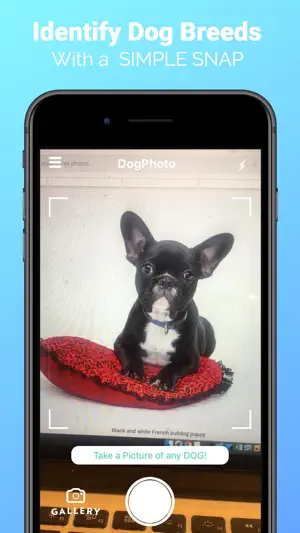 DogPhoto - Dog Breed Scanner screenshot 1