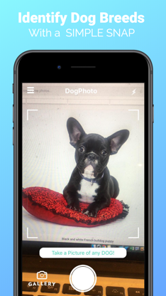 DogPhoto - Dog Breed Scanner screenshot 1