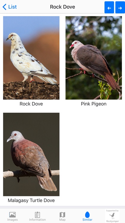 Birds of Mauritius screenshot-5