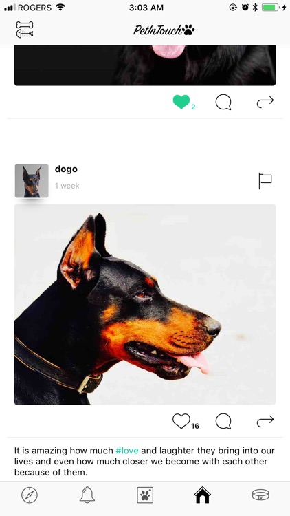 PetInTouch