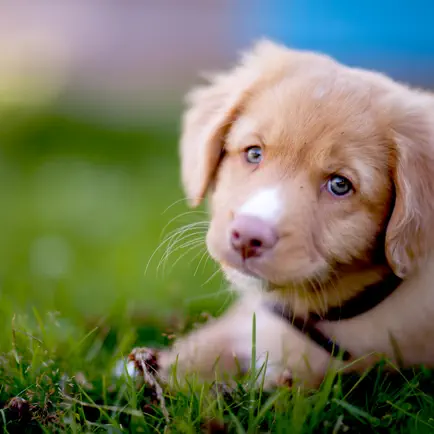 Encyclopedia of Dogs Читы