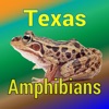 Texas Amphibians