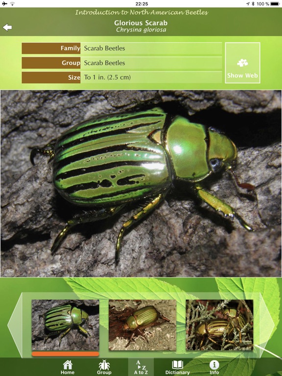 North American Beetlesのおすすめ画像5