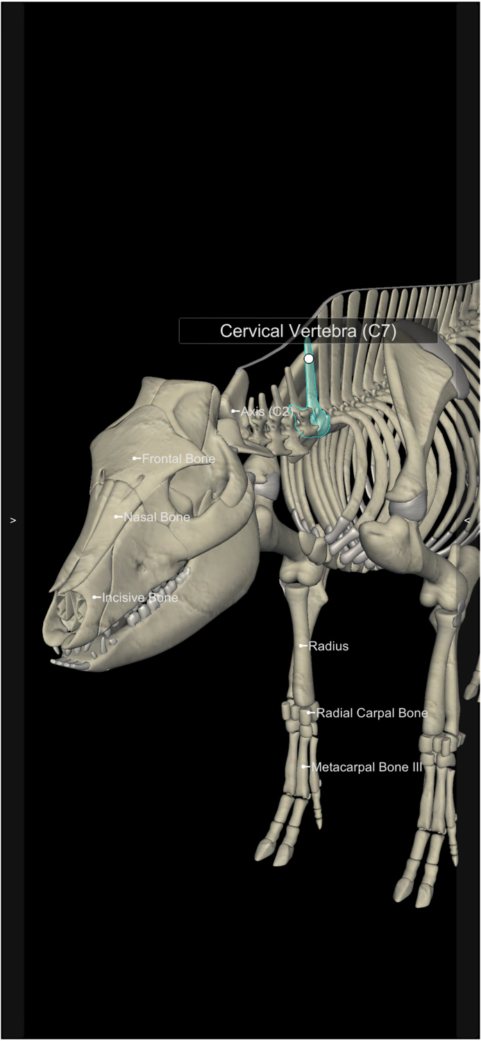 3D Pig Anatomy