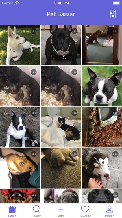Pet Bazzar - Find Pets Online