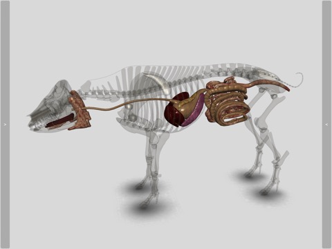 3D Pig Anatomyのおすすめ画像9
