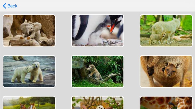 Tile Puzzle Baby Animals