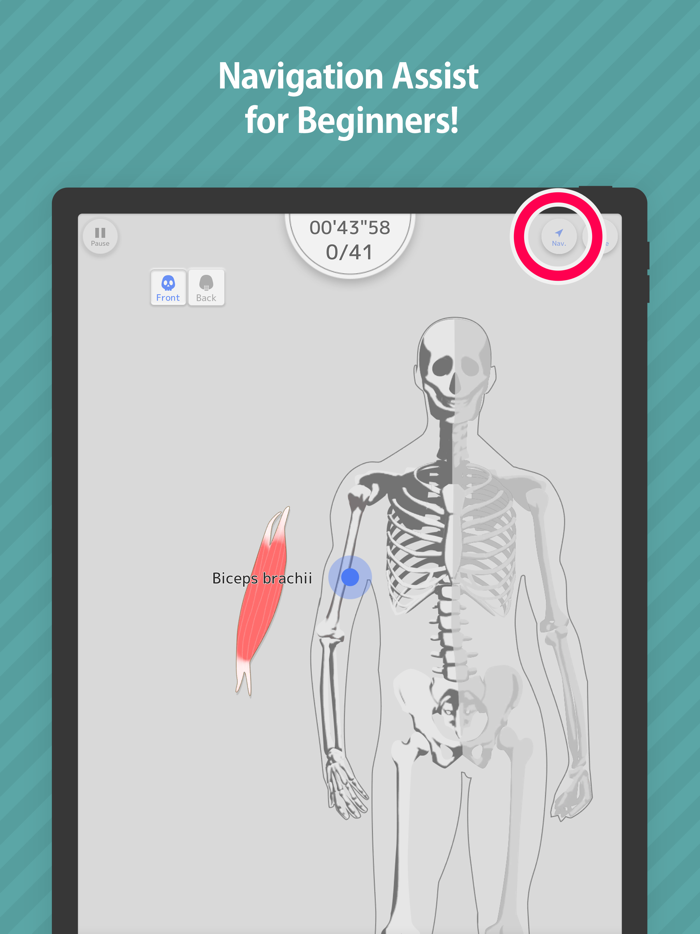 Enjoy Learning Muscles Puzzle