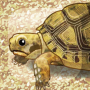 Tortoise Pet