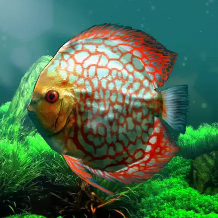 Discus museum Cheats