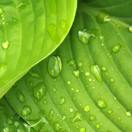 Plant Health Tracker App Читы
