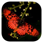 Download Woodhall’s eButterflies RSA app