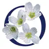 Oxalis Osteopathy contact information