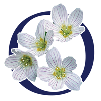 Oxalis Osteopathy