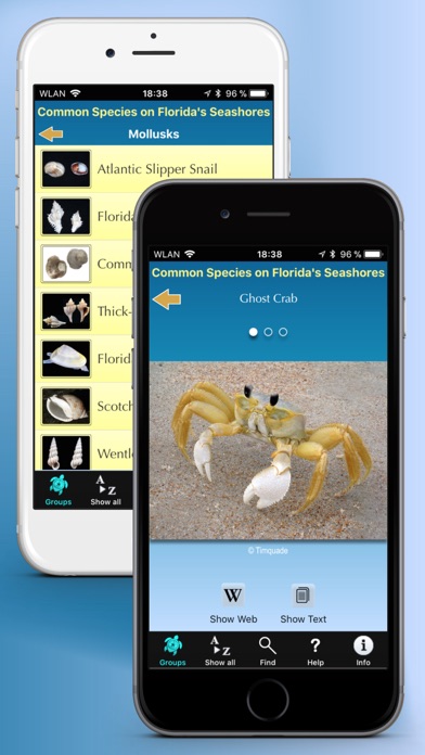 Florida Seashore Wildlife Screenshot