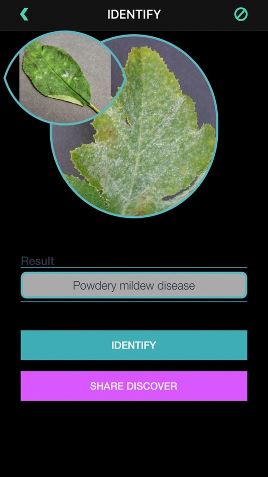 #10. Plants Diseases Identifier (iOS) 由: Jose Bello