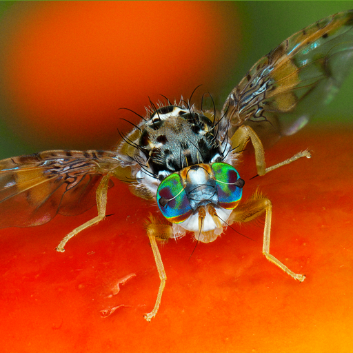 Key selected fruitflies Africa