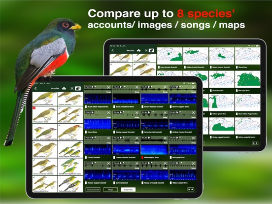 All Birds Colombia field guide iPad app afbeelding 10