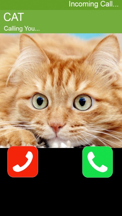 Call Cat 2