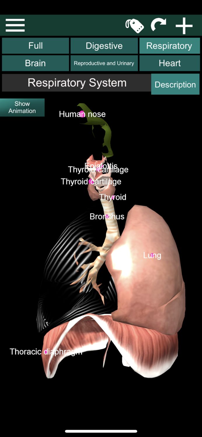 ORGANS 3D ANATOMY
