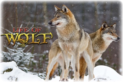 Life Of Wolf - Wild Life Simのおすすめ画像1