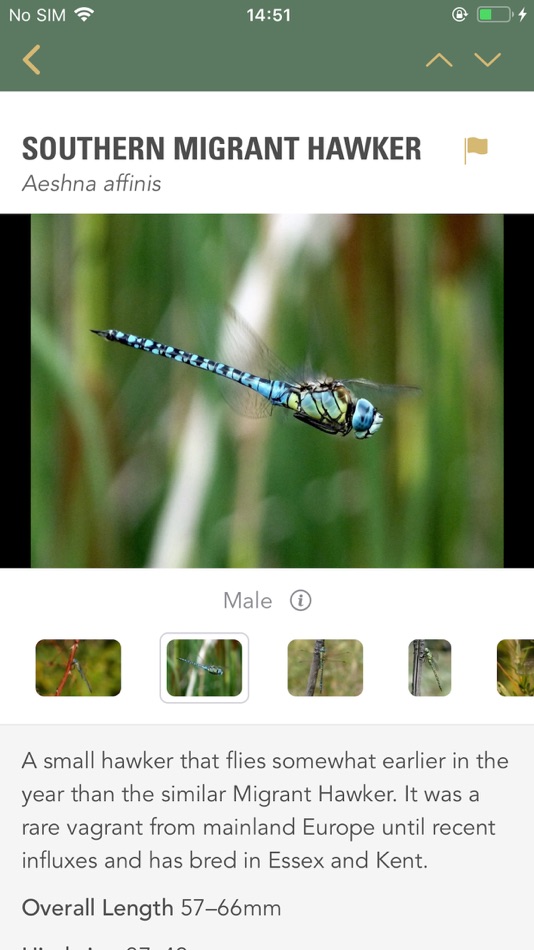 #2. Dragonflies & Damselflies (iOS) 由: NatureGuides Ltd.