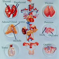 Anatomy  Endocrine System
