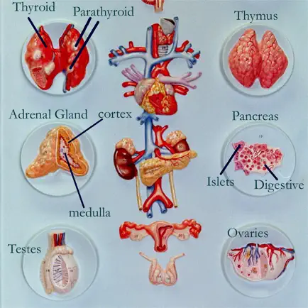 Anatomy : Endocrine System Cheats