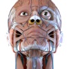 Visual Anatomy 3D - Human icon