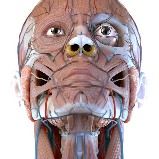 Visual Anatomy 3D | Human