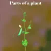 Learn Parts of a Plant