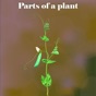 Learn Parts of a Plant app download