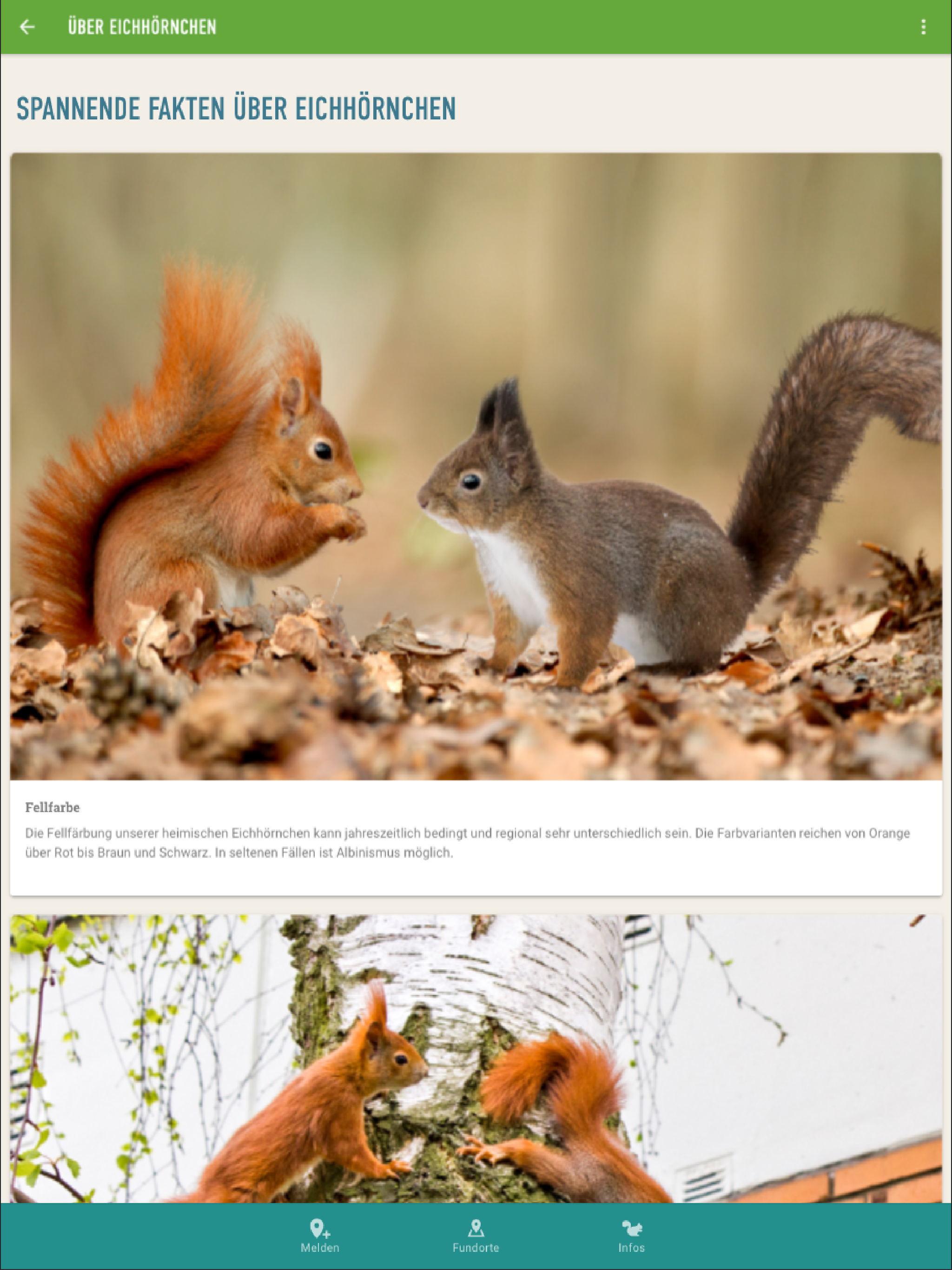 Eichhörnchen in Bayern