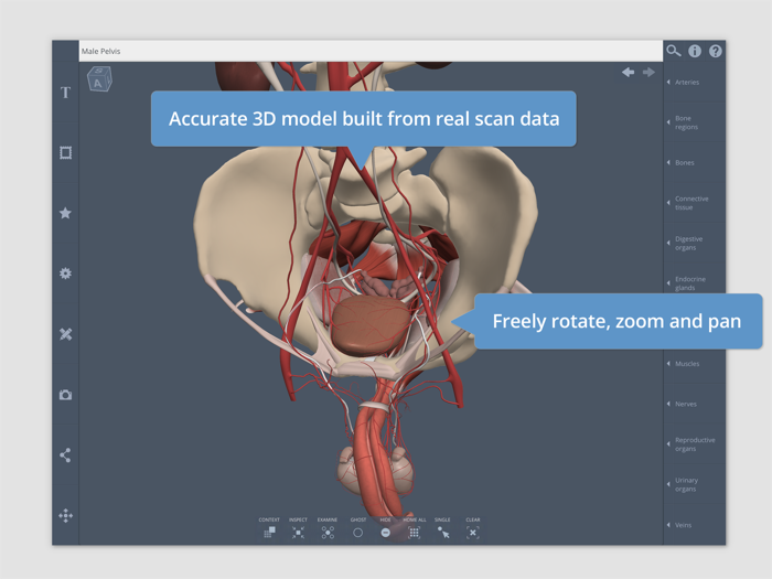 Primals 3D Male Pelvis