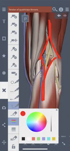 Game screenshot Primal's 3D Knee apk