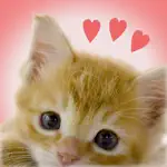 My Kittens App Contact
