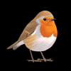 NatureGuides Ltd. - Collins British Bird Guide アートワーク