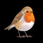 Collins British Bird Guide app download