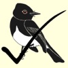 Birdathon icon